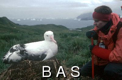 Albatross+in+antarctica