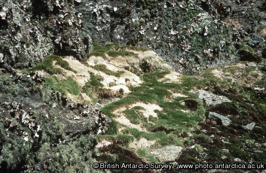   Antarctic hair grass, Deschampsia  antarctica stand with a large patch of dead grass ( cause unknown ).