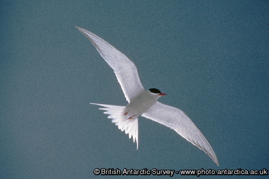 Arctic Tern (Sterna vittata) in flight