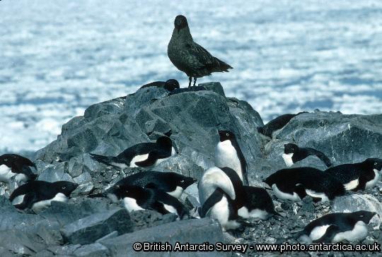 Brown skua and Adelie penguins. Basically fish-eaters brown skuas are also predators and scavengers.