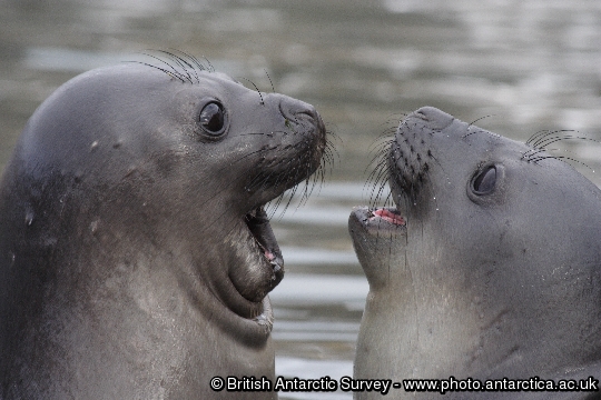 Young Elephant seal (Mirounga leonina) at King Edward point South Georgia. 