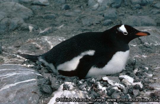 Gentoo Penguin (Pygoscelis papua) on a nest at  Damoy on the Antarctic Peninsula