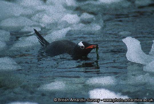 Gentoo Penguin with sea weed in its bill close to Port Lockroy on the Antarctic Peninsula.