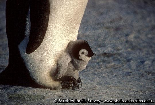 Adult Emperor Penguins (Aptenodytes forsteri)