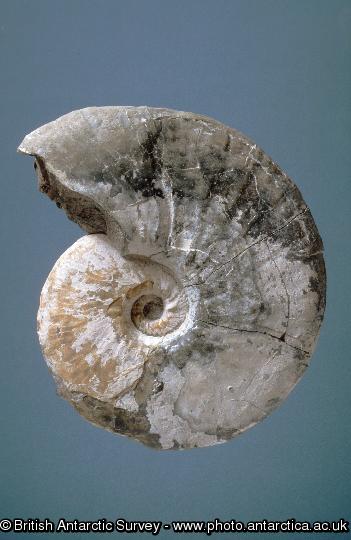 Fossil ammonite - Cretaceous