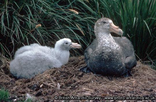 Southern Giant Petrel with chick (Macronectes giganteus)