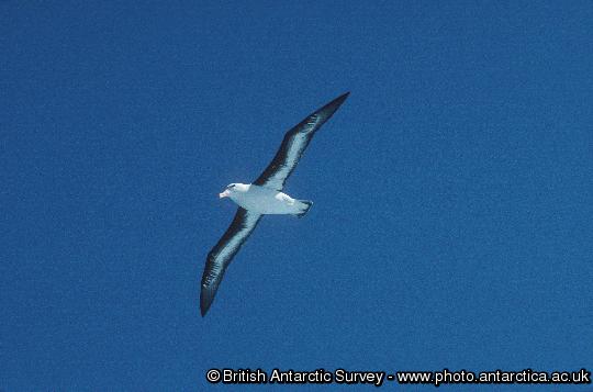 Black browed Albatross in flight close to South Georgia