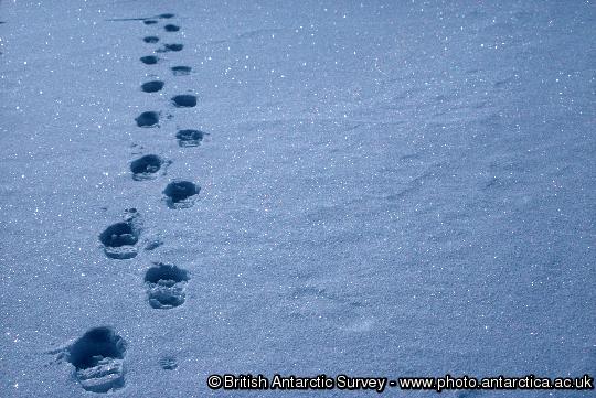 Footsteps in the snow.