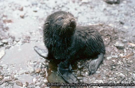 fur seal pup on Bird island.
