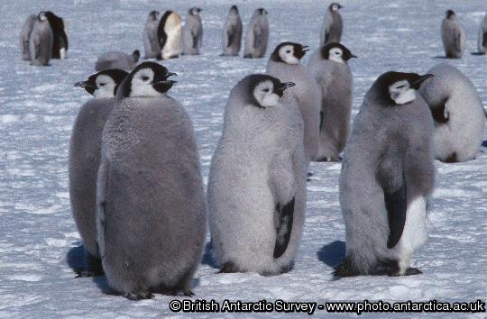 Emperor penguins chicks on the sea ice close to Halley Research Station on the Brunt Ice Shelf