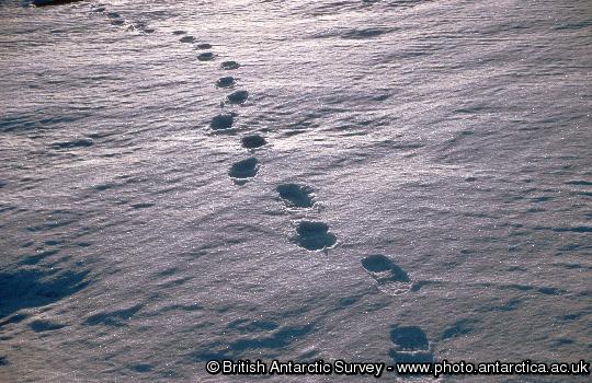 Footsteps in the snow near Rothera Research Station.