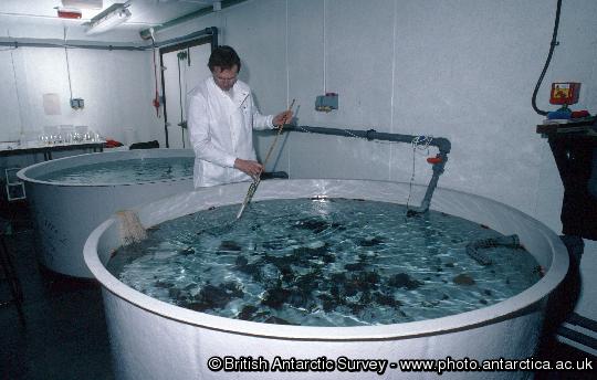 The aquarium at the Bonner Laboratory.  Here marine animals (collected by divers) are held in running seawater, for either marine biological research or prior to transport back to the United Kingdom.