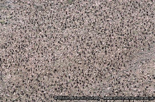 The view across  from Fairy Point  to 'big mac' the largest of the macaroni penguin colonies on Bird Island, South Georgia
