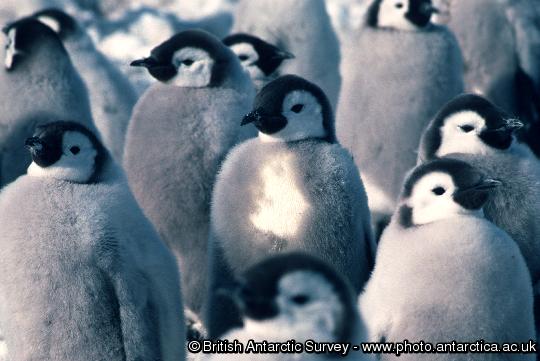 Emperor penguin chicks on the sea ice close to Brunt Ice Shelf