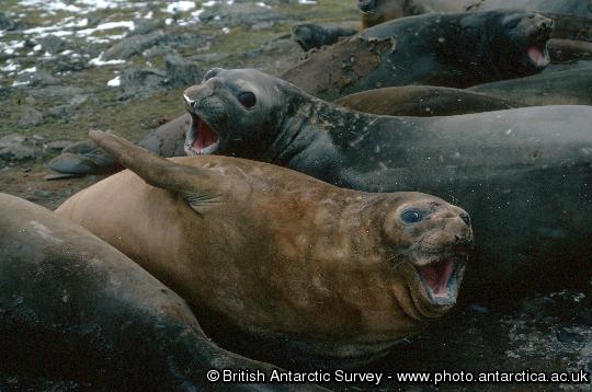 Southern elephant seals (Mirounga leonina) in a wallow on South Georgia. Elephant seals are highly thigmotatic on land and are often found in large groups literally lying on top of each other. They have to come ashore to moult, and it is thought that they may form these groups to reduce heat loss.