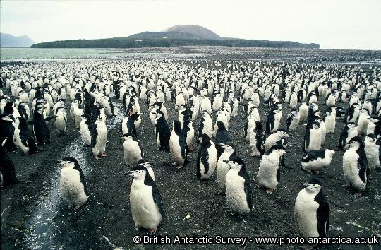 Chinstrap penguins ashore to moult on Candlemas Island, South Sandwich Islands