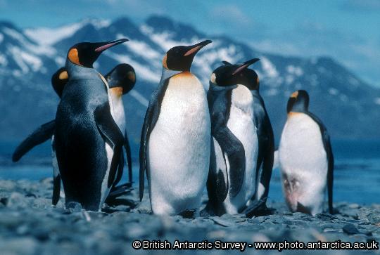 King Penguins (Aptenodytes patagonicus)