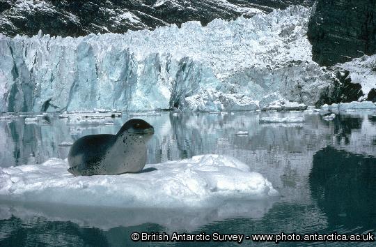 A leopard seal (Hydrurga leptonyx) in characteristic head up posture whilst resting on an ice floe in Moraine Fjord, Cumberland East Bay, South Georgia. These seals are solitary and little is known about their behavior or breeding biology. Despite being regarded as ruthless predators of penguins and other seals the main component of their diet is actually krill.