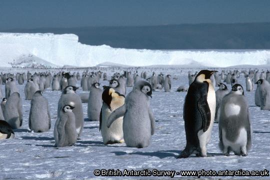 Emperor Penguins on the sea ice close to the Brunt Ice Shelf in the Weddell Sea,  Antarctica