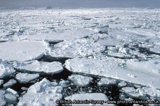 Pack ice in the Weddell sea