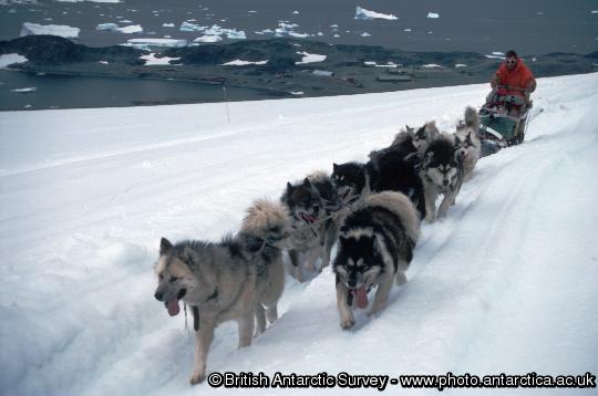 Huskies pulling a sledge on the ice piedmont, Adelaide Island, behind Rothera research station.