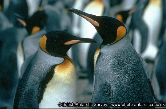 King penguins (Aptenodytes patagonicus) provide a real wildlife spectacle on the island of South Georgia, where 400,000 pairs breed. These birds were photographed at Royal Bay, South Georgia.