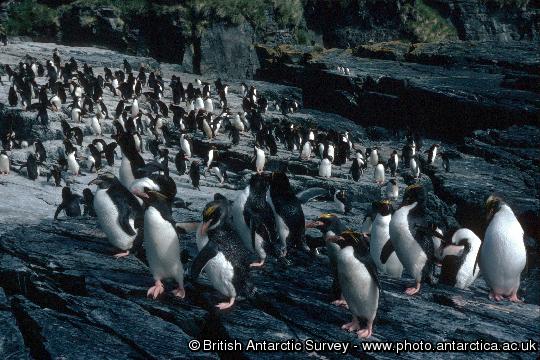 Macaroni Penguins (Eudyptes chrysolophus) coming ashore at South Georgia