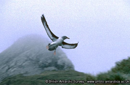 Grey headed albatross (Thalassarche chrysostoma)