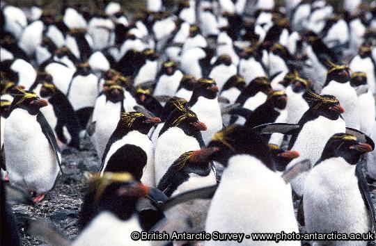 macaroni penguins in the 'big mac'  colony, Bird Island, South Georgia.
This image is associated with the 2005-2010 BAS science programme: DISCOVERY 2010- Integrating Southern Ocean Ecosystems into the Earth System.