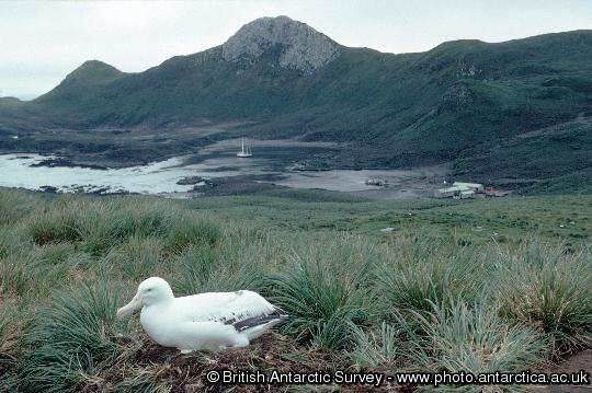 View of Bird Island Research Station from Wanderer ridge  with Wandering Albatross in the foreground