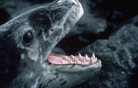 Leopard Seal pup (Hydrurga leptonyx) showing teeth.  These seals are solitary and little is known about their behavior or breeding biology. Despite being regarded as ruthless predators of penguins and other seals the main component of their diet is actually krill.