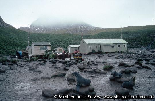 Fur seals on the beach in front of Bird Island Research station