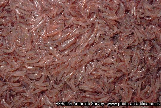 Krill - Euphausia superba.  The catch of a net land off South Georgia: Antarctic Krill, Euphausia superba.