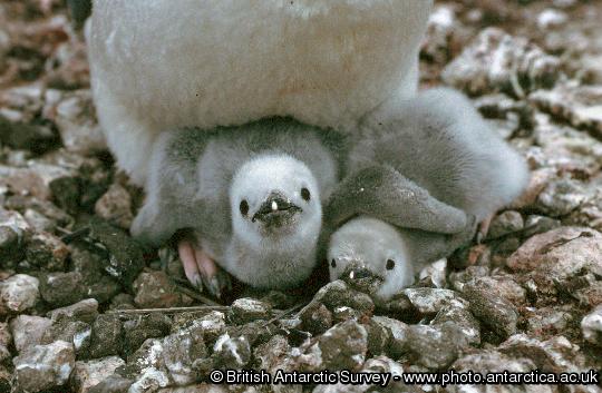 Chinstrap penguin chicks (Pysoscelis antarctica)