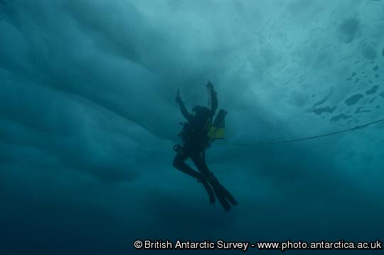 Diver under ice in Hangar Cove. Near Rothera Research Station.