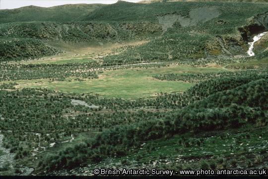 Tussock grass ( Parodiochloa flabellata , dark green) and Antarctic hair grass ( Deschampsia antarctica , light green) lawn