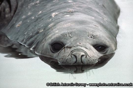 Young Elephant Seal (Mirounga leonina) wallowing in lagoon backing Dragon Cove beach