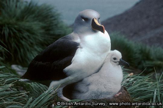 Grey-headed Albatross (Thalassarche chrysostoma) and chick on a nest in colony A, Bird Island. The diet of the grey-headed Albatross is mainly squid with a smaller amount of fish.