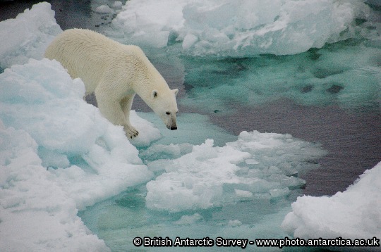 Polar Bear (Ursus maritimus) on sea ice in the Fram Straight 79 degrees north Norwegian Cruise.