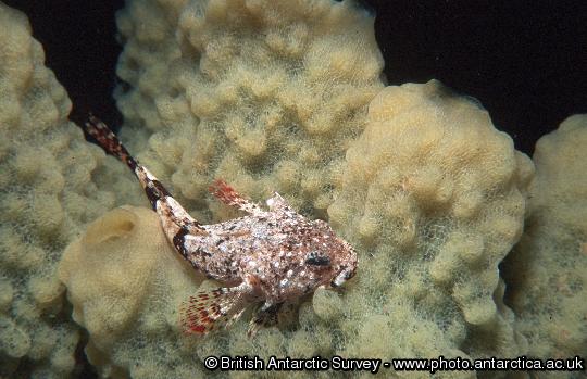 Antarctic plunderfish ( Harpagifer bispensis ) resting on sponge at a depth of 37m.