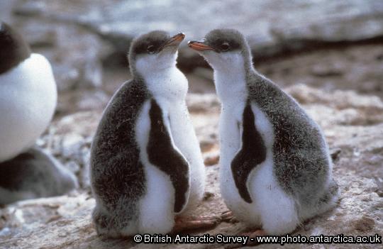 Gentoo Penguin chicks (Pygoscelis papua)