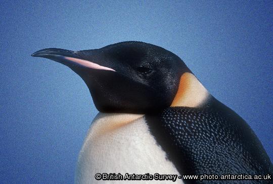 Emperor Penguin (Aptenodytes forsteri).