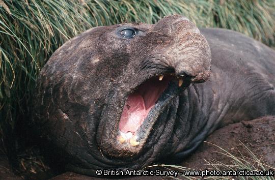 An adult male southern elephant seal (Mirounga leonina) in tussock grass on Bird Island, South Georgia. The enlarged nose is visible, the proboscis acts as a resonator to the sound coming from the throat giving the male a loud roar which is used as a display of status in fights.  The upper and lower canines are seen and these are used in fights to bite and slash opponents.