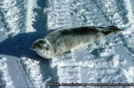 Crabeater Seal pup (Lobodon carcinophagus). Despite their name Crabeater seals eat krill predominately