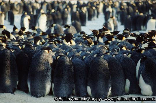 Emperor Penguins on sea ice. Emperor penguins (Aptenodytes forsteri) breed at high latitudes on sea ice during the Antarctic winter.