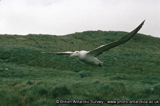 Wandering Albatross (Diomedea exulans) in flight over Top Meadows, Bird Island. Having such large wings makes take-off and landing from grassy slopes often appear very clumsy.