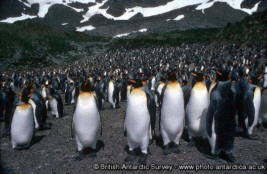 King penguins (Aptenodytes patagonicus) provide a real wildlife spectacle on the island of South Georgia, where 400,000 pairs breed. These birds were photographed at Royal Bay, South Georgia.