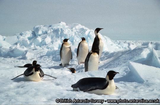 Emperor Penguins on sea ice near Halley