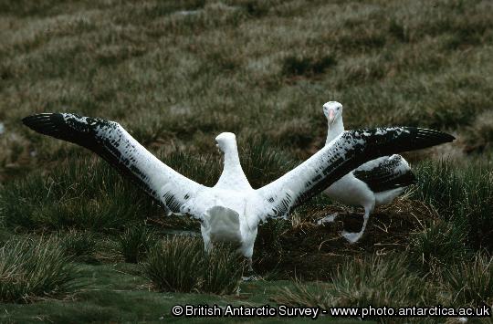 Adult Wandering Albatross display shortly after their return to Bird Island during early December