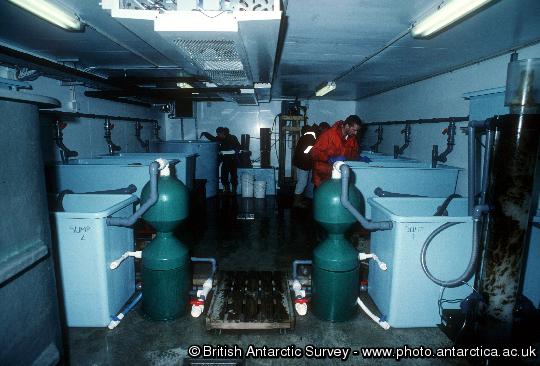 The marine Aquarium at King Edward Point , KEP, Research Station, South Georgia